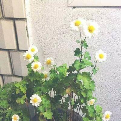 梦中的你完整版下载
